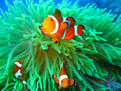 A couple of fish just clowning around in a bright green sea anemone